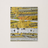 VS, Colorado, Rocky Mountains.  Intiem aspen Legpuzzel (Verticaal)