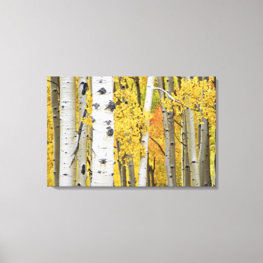 VS, Colorado, Rocky Mountains.  Intieme esp Canvas Afdruk (Voorkant)