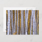 VS, Colorado, Rocky Mountains. Intieme scène Briefkaart (Voorkant / Achterkant)