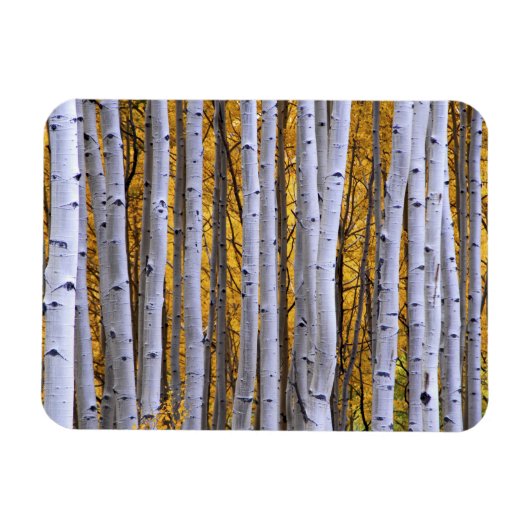 VS, Colorado, Rocky Mountains. Intieme scène Magneet (Horizontaal)