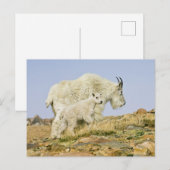 VS, Colorado, Rocky Mountains, Mount Evans, Briefkaart (Voorkant / Achterkant)
