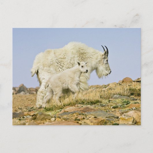 VS, Colorado, Rocky Mountains, Mount Evans, Briefkaart (Voorkant)