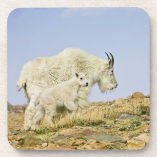 VS, Colorado, Rocky Mountains, Mount Evans, Onderzetter