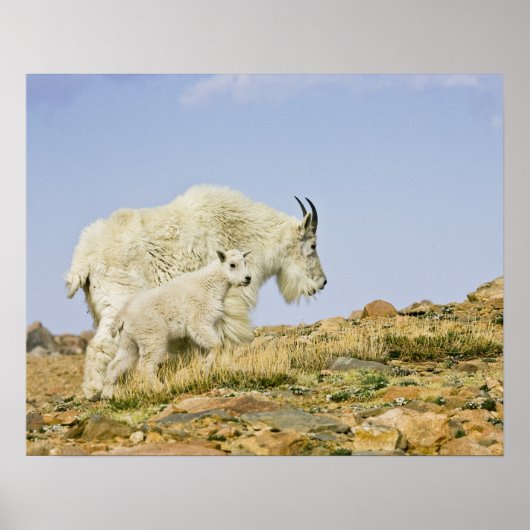 VS, Colorado, Rocky Mountains, Mount Evans, Poster (Voorkant)