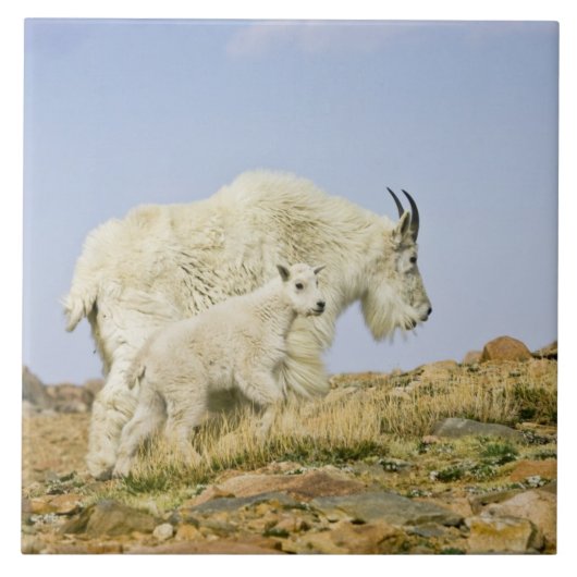 VS, Colorado, Rocky Mountains, Mount Evans, Tegeltje (Voorkant)