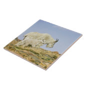 VS, Colorado, Rocky Mountains, Mount Evans, Tegeltje (Zijkant)