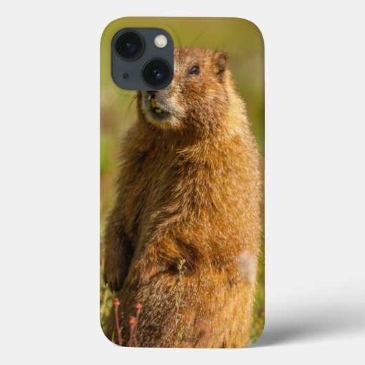 VS, Colorado, San Juan Mountains Case-Mate iPhone Case (Achterkant)