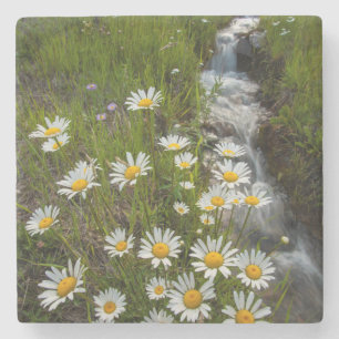 VS, Colorado, San Juan Mountains. Madeliefjes Stenen Onderzetter