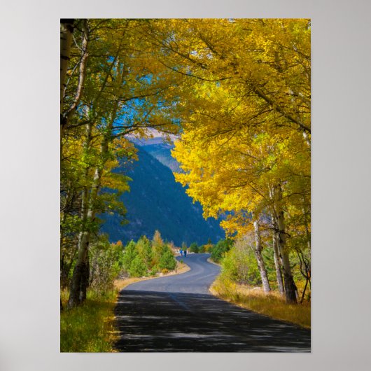 VS, Colorado. Weg geflankeerd door espes Poster (Voorkant)