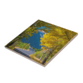 VS, Colorado. Weg met aspennen Tegeltje (Zijkant)