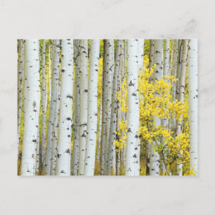 VS, Colorado, White River National Forest, Briefkaart