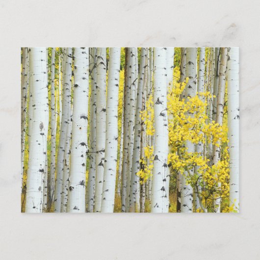 VS, Colorado, White River National Forest, Briefkaart (Voorkant)