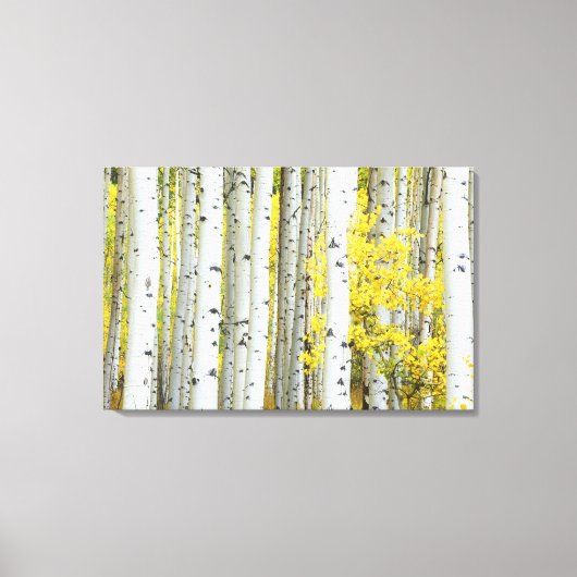 VS, Colorado, White River National Forest, Canvas Afdruk (Voorkant)