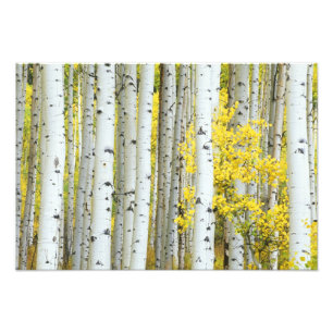 VS, Colorado, White River National Forest, Foto Afdruk