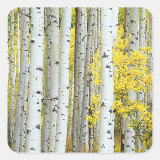 VS, Colorado, White River National Forest, Vierkante Sticker (Voorkant)