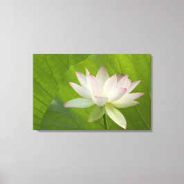 VS, DC, Washington, Kenilworth Aquatic Canvas Afdruk