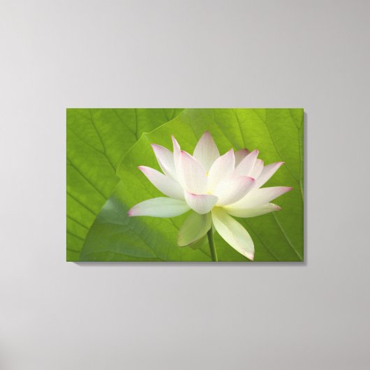 VS, DC, Washington, Kenilworth Aquatic Canvas Afdruk (Voorkant)