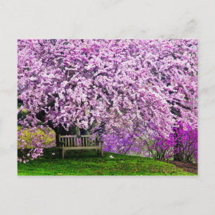 VS, Delaware, Wilmington. Houten bank onder Briefkaart