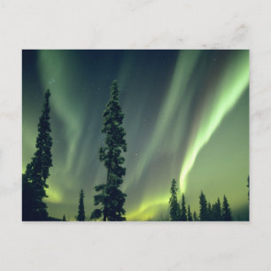 VS, Fairbanks gebied, Centraal Alaska, Aurora Briefkaart