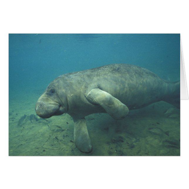 VS, FL, Manatee (Voorkant Horizontaal)
