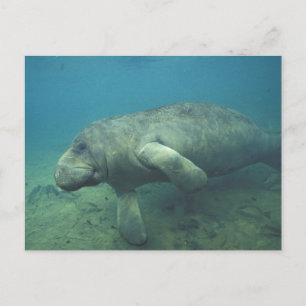 VS, FL, Manatee Briefkaart
