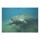 VS, FL, Manatee Foto Afdruk (Voorkant)