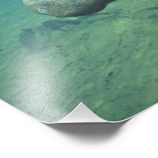 VS, FL, Manatee Foto Afdruk (Hoek)