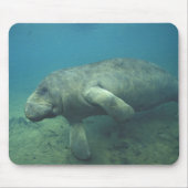 VS, FL, Manatee Muismat (Voorkant)