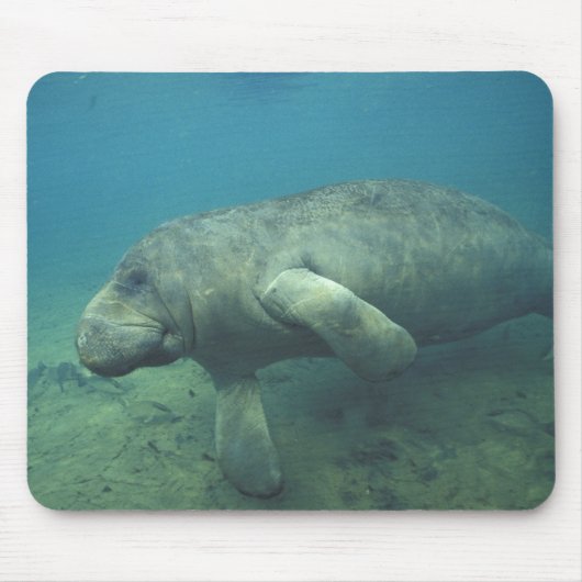 VS, FL, Manatee Muismat (Voorkant)
