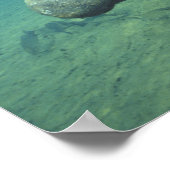 VS, FL, Manatee Poster (Hoek)