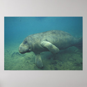 VS, FL, Manatee Poster