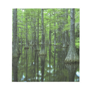 VS, Florida, Apalachicola National Forest, Kaal Notitieblok