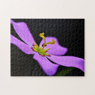 VS, Florida, Big Cypress National Preserve Legpuzzel