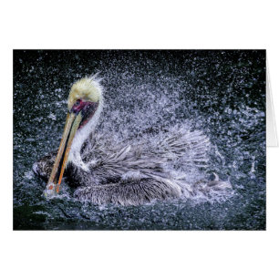 VS, Florida. Brown Pelican