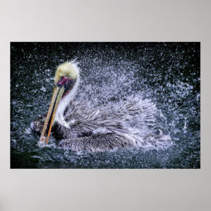 VS, Florida. Bruine Pelikaan Poster