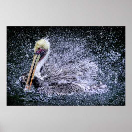VS, Florida. Bruine Pelikaan Poster (Voorkant)