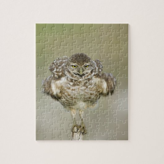 VS, Florida, Cape Coral, Close-up van gravend Legpuzzel (Verticaal)