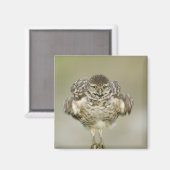 VS, Florida, Cape Coral, Close-up van gravend Magneet (Voorkant / Achterkant)