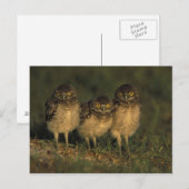 VS, Florida, Cape Coral. Drie brandende eigendom Briefkaart (Voorkant / Achterkant)