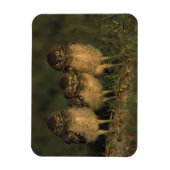 VS, Florida, Cape Coral. Drie brandende eigendom Magneet (Verticaal)