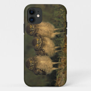 VS, Florida, Cape Coral. Drie Holenuilen iPhone 11 Hoesje