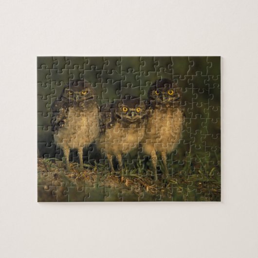 VS, Florida, Cape Coral. Drie Holenuilen Legpuzzel (Horizontaal)