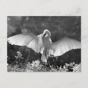 VS, Florida, Grote Zilverreiger (Ardea alba) infra Briefkaart