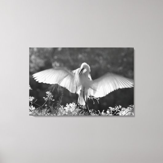 VS, Florida, Grote Zilverreiger (Ardea alba) infra Canvas Afdruk (Voorkant)