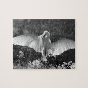 VS, Florida, Grote Zilverreiger (Ardea alba) infra Legpuzzel