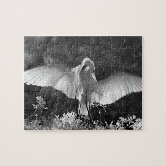 VS, Florida, Grote Zilverreiger (Ardea alba) infra Legpuzzel (Horizontaal)