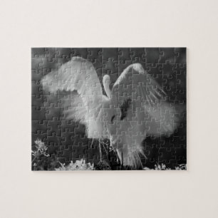 VS, Florida, Grote Zilverreiger (Ardea alba) infra Legpuzzel