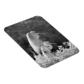 VS, Florida, Grote Zilverreiger (Ardea alba) infra Magneet (Rechterzijde)