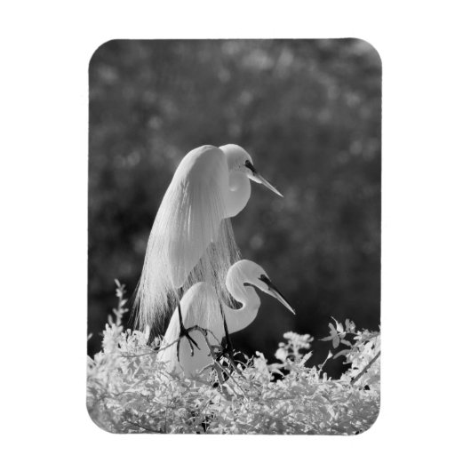 VS, Florida, Grote Zilverreiger (Ardea alba) infra Magneet (Verticaal)