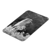 VS, Florida, Grote Zilverreiger (Ardea alba) infra Magneet (Linkerzijde)